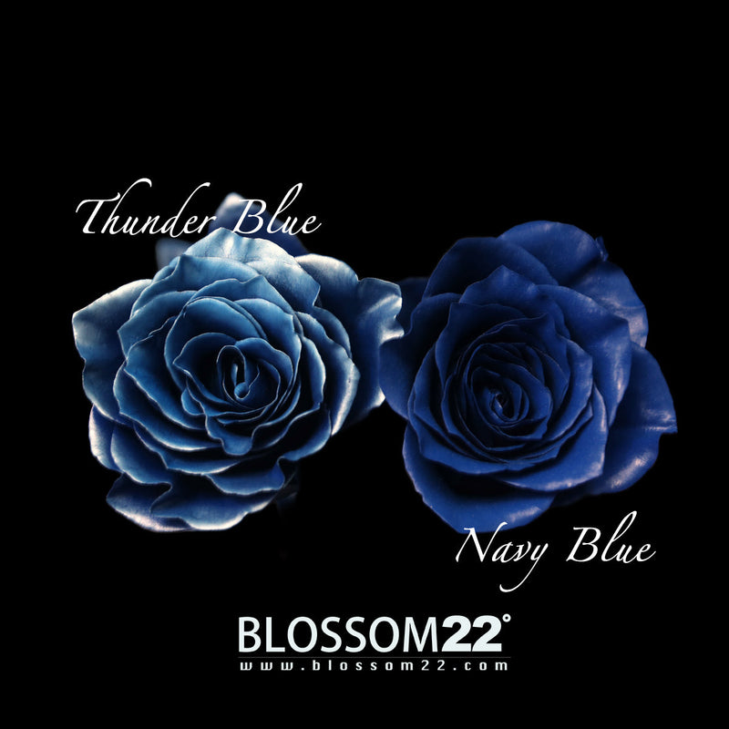 99枝 貴族藍玫瑰求婚花｜99 Navy Blue Dyeing Roses Bouquet (Signature Style)｜情人節花 fresh bouquet 鮮花束 Blossom22°