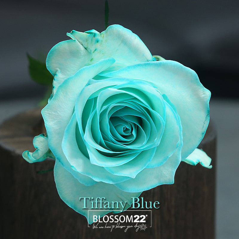 12枝 蒂芬妮藍玫瑰花束｜12 Tiffany Blue Dyeing Rose bouquet（520花束）