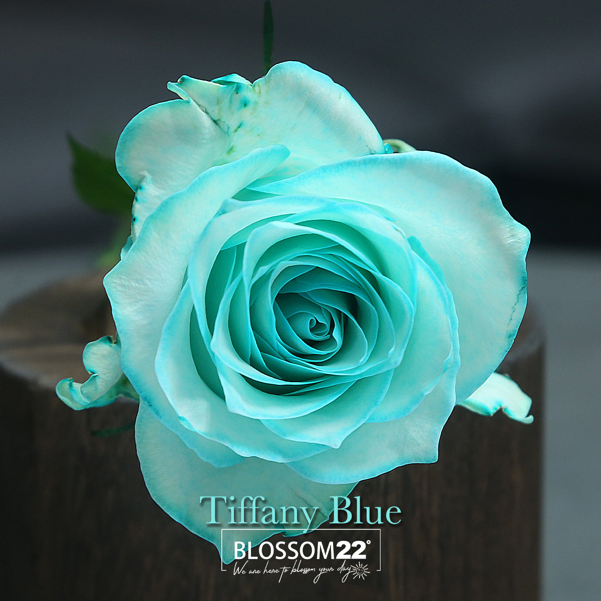 99 蒂芬妮藍玫瑰鮮花束｜99 Tiffany Blue Dyeing Rose Bouquet｜情人節花