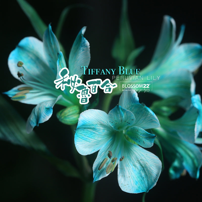 10 枝蒂芬妮藍玫瑰秘魯百合花瓶禮盒｜Tiffany Blue Dyeing Rose Peruvian Lily Pompon Mum Vase Boxset