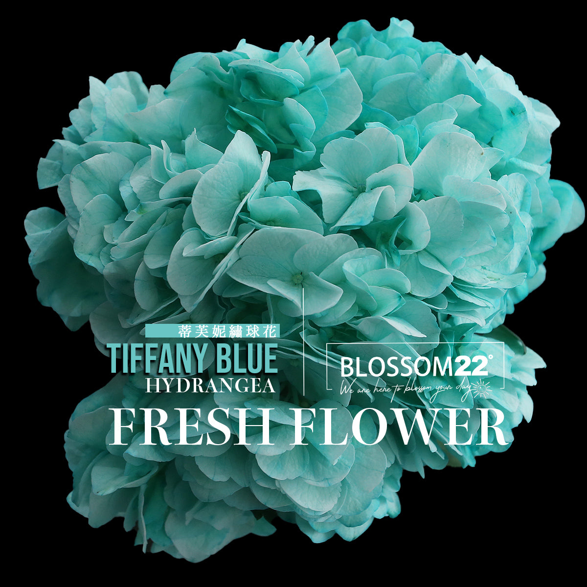 蒂芙妮繡球桔梗鮮花束｜Tifffany Blue Hydrangea ＆ Eustoma Bouquet