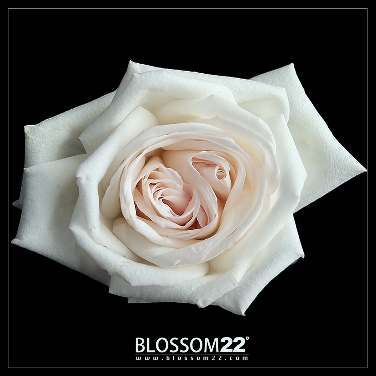 19枝 粉白庭園玫瑰小玫瑰花束｜19 White O'Hara Garden Rose & Spray Rose Bouquet