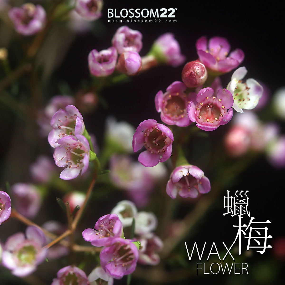 四季系列花束-冬｜Four Seasons Series Fresh Bouquet-Winter