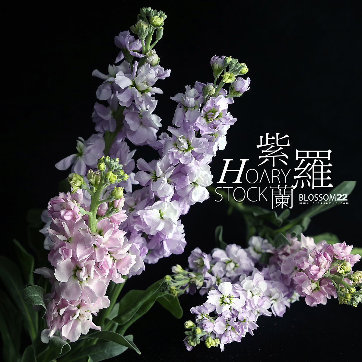 四季系列花束-冬｜Four Seasons Series Fresh Bouquet-Winter