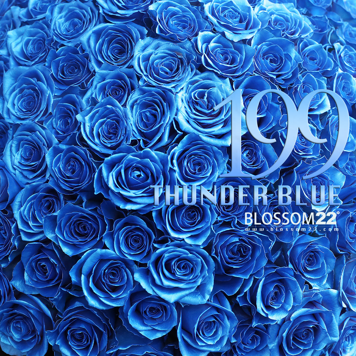 199枝 電藍玫瑰鮮花束｜199 Thunder Blue Fresh Bouquet fresh bouquet 鮮花束 Blossom22°