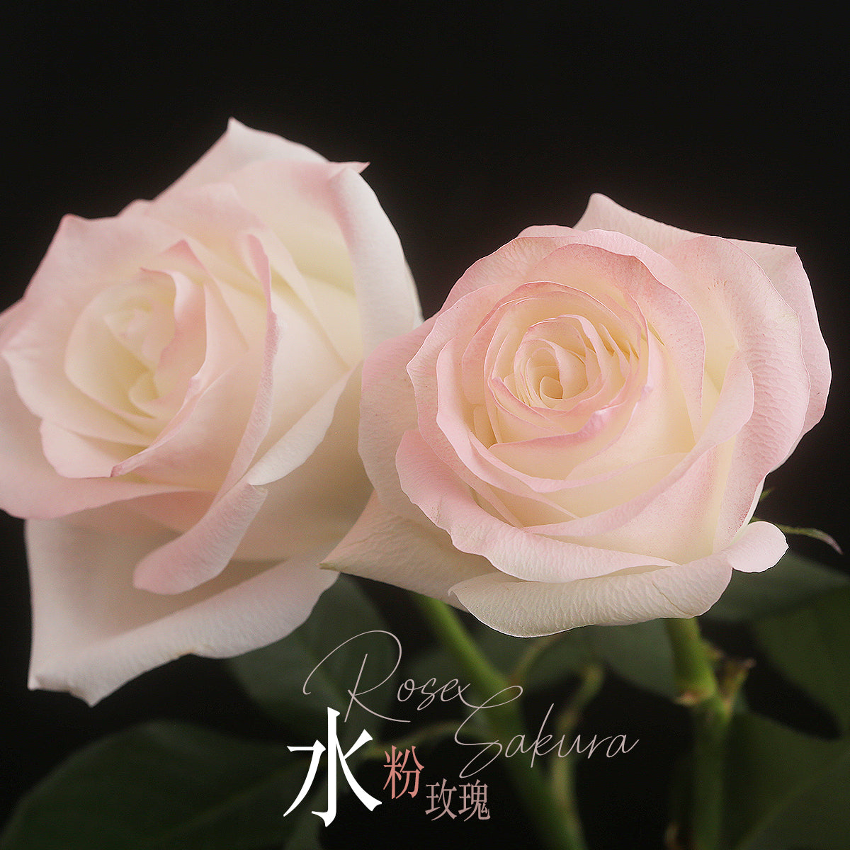 19枝 水粉玫瑰花束｜19 Pale Pink Dyeing Rose Bouquet (胭脂 RoseSakura) fresh bouquet 鮮花束 BLOSSOM22