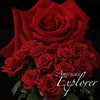 19枝 頂級美國紅玫瑰｜19 American Red Roses(Explorer) fresh bouquet 鮮花束 BLOSSOM22