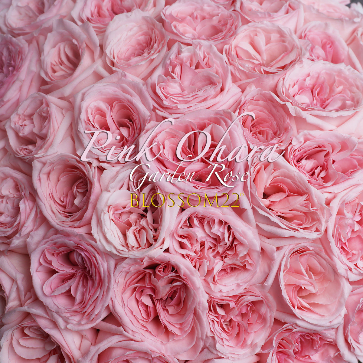 52枝肯亞荔枝香水庭園玫瑰求婚花束｜52 Kenya Pink O'Hara Garden Rose (Pink O'Hara 香水荔枝)
