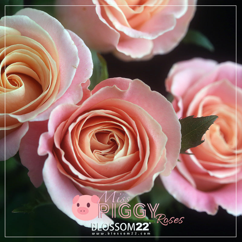 嫩粉玫瑰混丁粉小玫繡球花束｜Miss Piggy Roses, Carnation, Mini Roses ＆ Hydrangea (Piggy Love)母親節花 fresh bouquet 鮮花束 BLOSSOM22