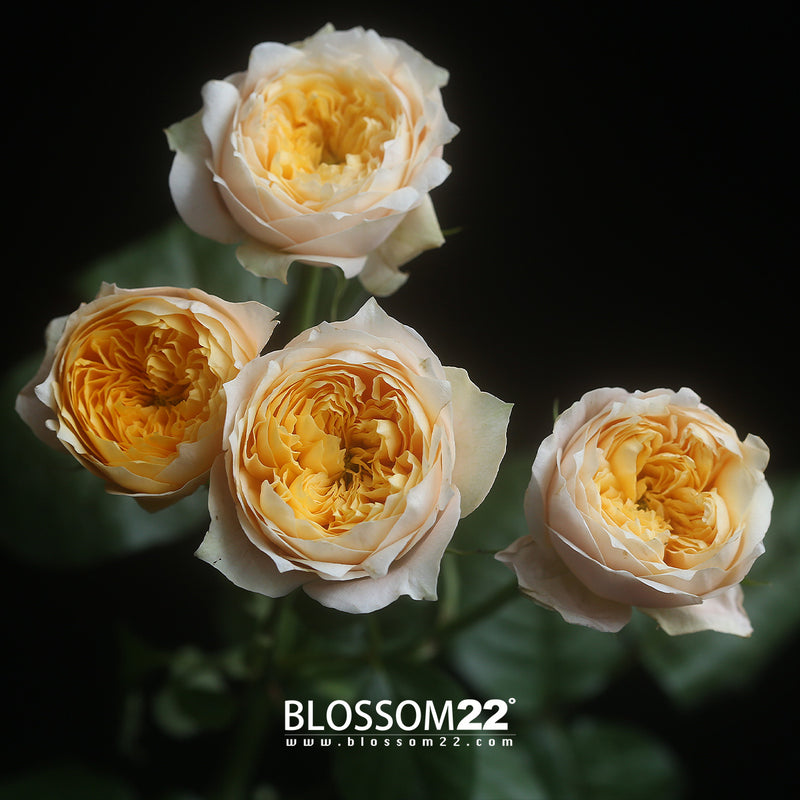 39枝 多頭庭園黃玫瑰花束｜39 Mini Yellow Garden Roses Bouquet 花束 bouquet 鮮花束 Blossom22°