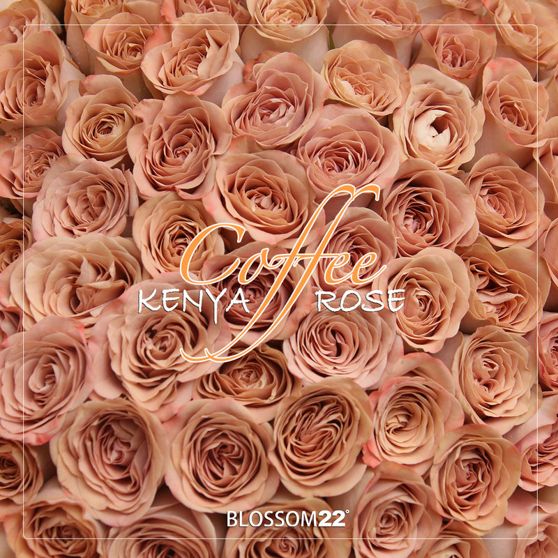 99枝 肯亞咖啡玫瑰花束｜99 Kenya Coffee Roses Bouquet｜情人節花 fresh bouquet 鮮花束 Blossom22°