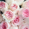 19枝 粉芯漸變奧斯汀玫瑰 - 洛神｜19 Austin Rose - Roselle fresh bouquet 鮮花束 BLOSSOM22