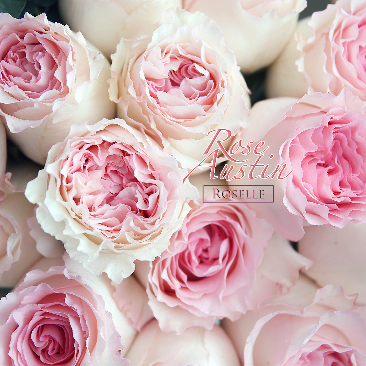 52枝粉芯奧斯汀庭園玫瑰｜52 Pink Mandala Austin Garden Rose