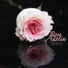 52枝 粉芯漸變奧斯汀玫瑰 - 洛神｜52 Austin Rose - Roselle 花束 bouquet 鮮花束 Blossom22°