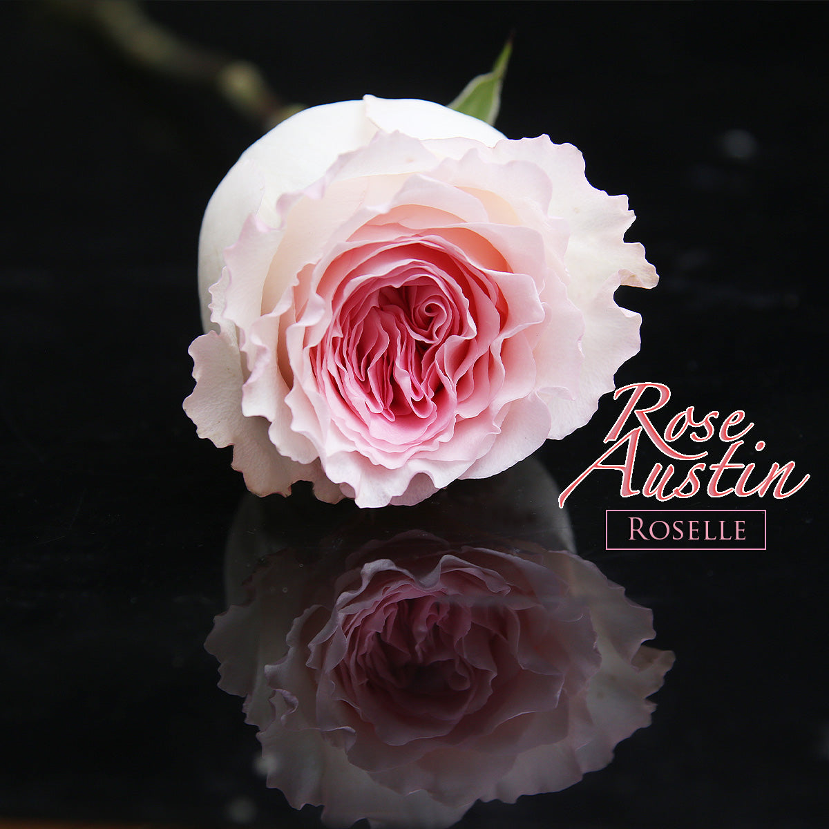 29枝 粉紅奧斯汀粉芯玫瑰花束｜29 Pink Austin Rose bouquet fresh bouquet 鮮花束 BLOSSOM22