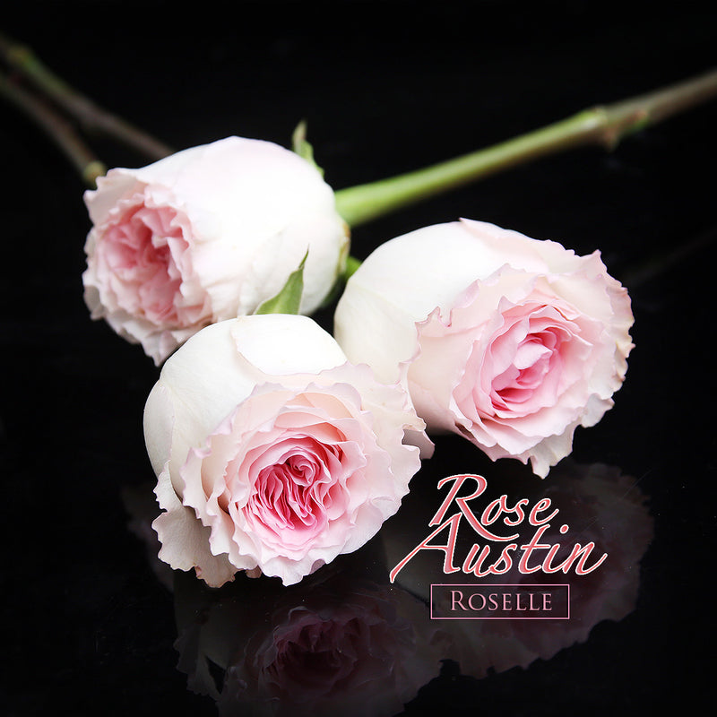 29枝 粉紅奧斯汀粉芯玫瑰花束｜29 Pink Austin Rose bouquet fresh bouquet 鮮花束 BLOSSOM22