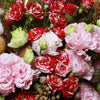 亞馬遜流星雨｜Miniature Roses and Eustoma (Amazon Meteor Shower) 花束 bouquet 鮮花束 Blossom22°