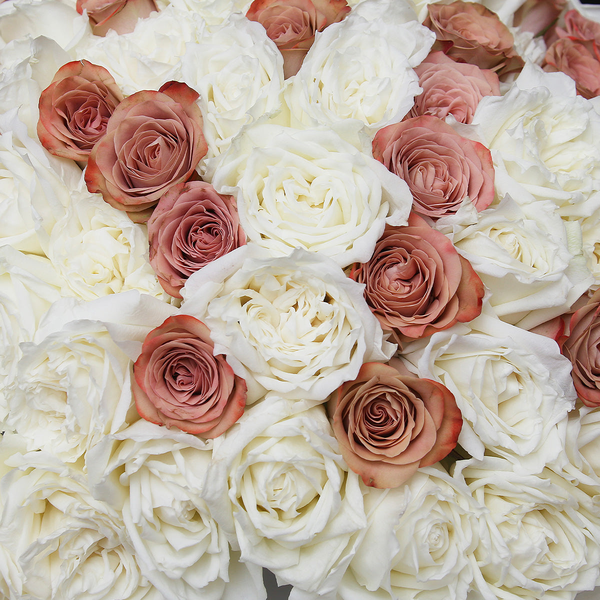 99枝 肯亞咖啡及白玫瑰混合花束｜99 Mixed Kenya Coffee Roses and White Roses (Coffee Time) fresh bouquet 鮮花束 Blossom22°