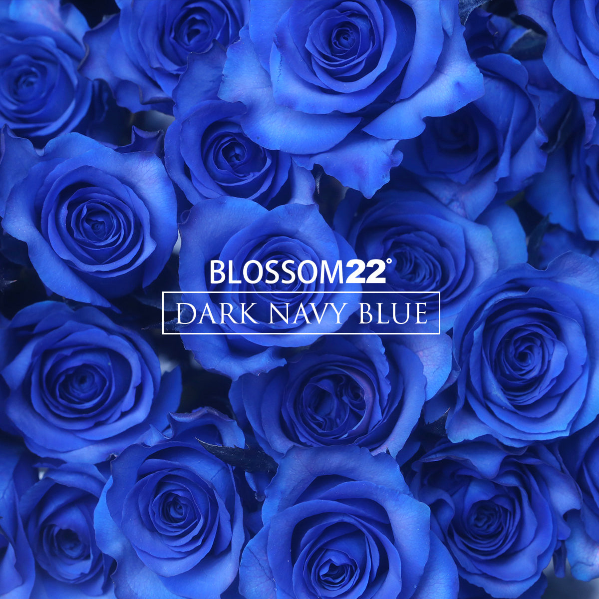 29枝 貴族藍玫瑰花束｜29 Navy Blue Dyeing Roses Bouquet fresh bouquet 鮮花束 BLOSSOM22