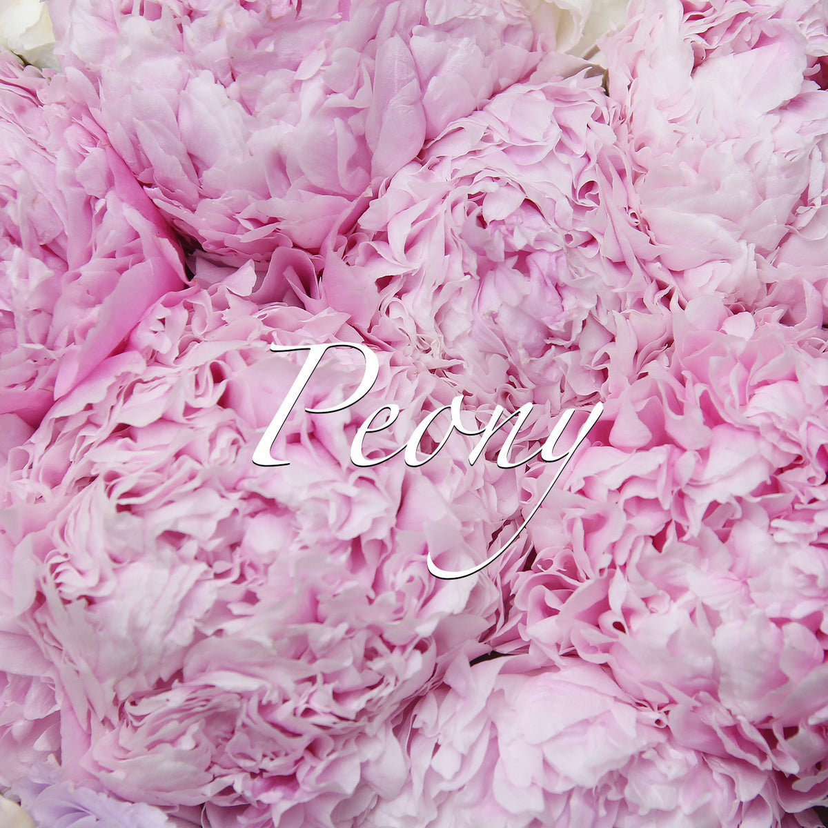 10牡丹繡球花束 ｜10 Peony & Hydrangea (4-6月限定) fresh bouquet 鮮花束 BLOSSOM22