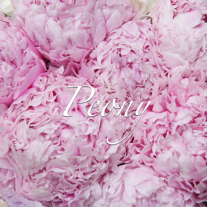 10牡丹繡球花束 ｜10 Peony & Hydrangea (4-6月限定) fresh bouquet 鮮花束 BLOSSOM22