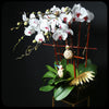 蝴蝶蘭盆裁 01｜ Orchid Flower Pot 01 Flower Pot Blossom22°