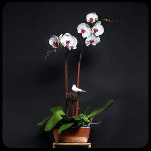 蝴蝶蘭盆裁 02｜ Orchid Flower Pot 02  Blossom22°
