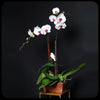 蝴蝶蘭盆裁 02｜ Orchid Flower Pot 02  Blossom22°