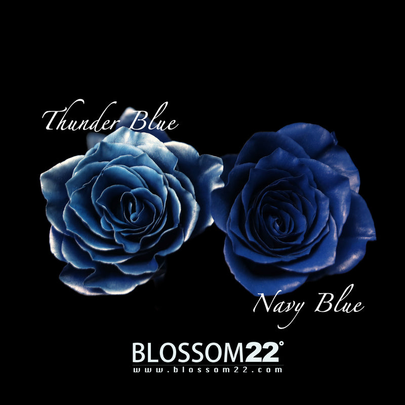 19枝 貴族藍玫瑰花束｜19 Navy Blue Dyeing Rose bouquet fresh bouquet 鮮花束 BLOSSOM22